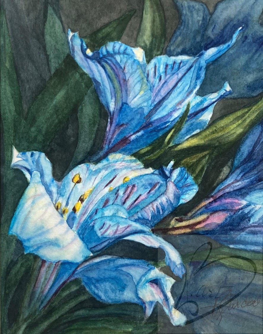 "Blue Alstroemeria 2" is 9 " x 12" on 140 lb. cold pressed paper.  This was a commissioned work based on the success of Blue Alstroemeria.  I enjoyed diving deeply into the shadowy blues and pulling the details only into the sunshine.  I loved the process and the joy of including deeper pinks and brighter yellows which pop forward in little bursts of happiness.