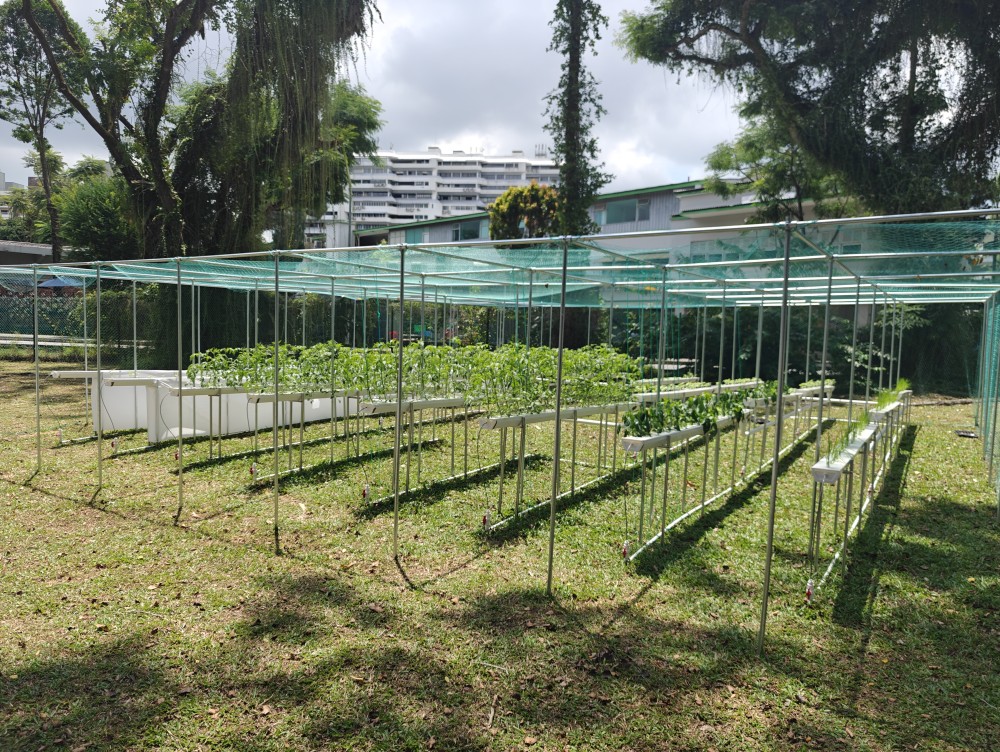 2024 - current
Bionic NFT hydroponics system built in Singapore