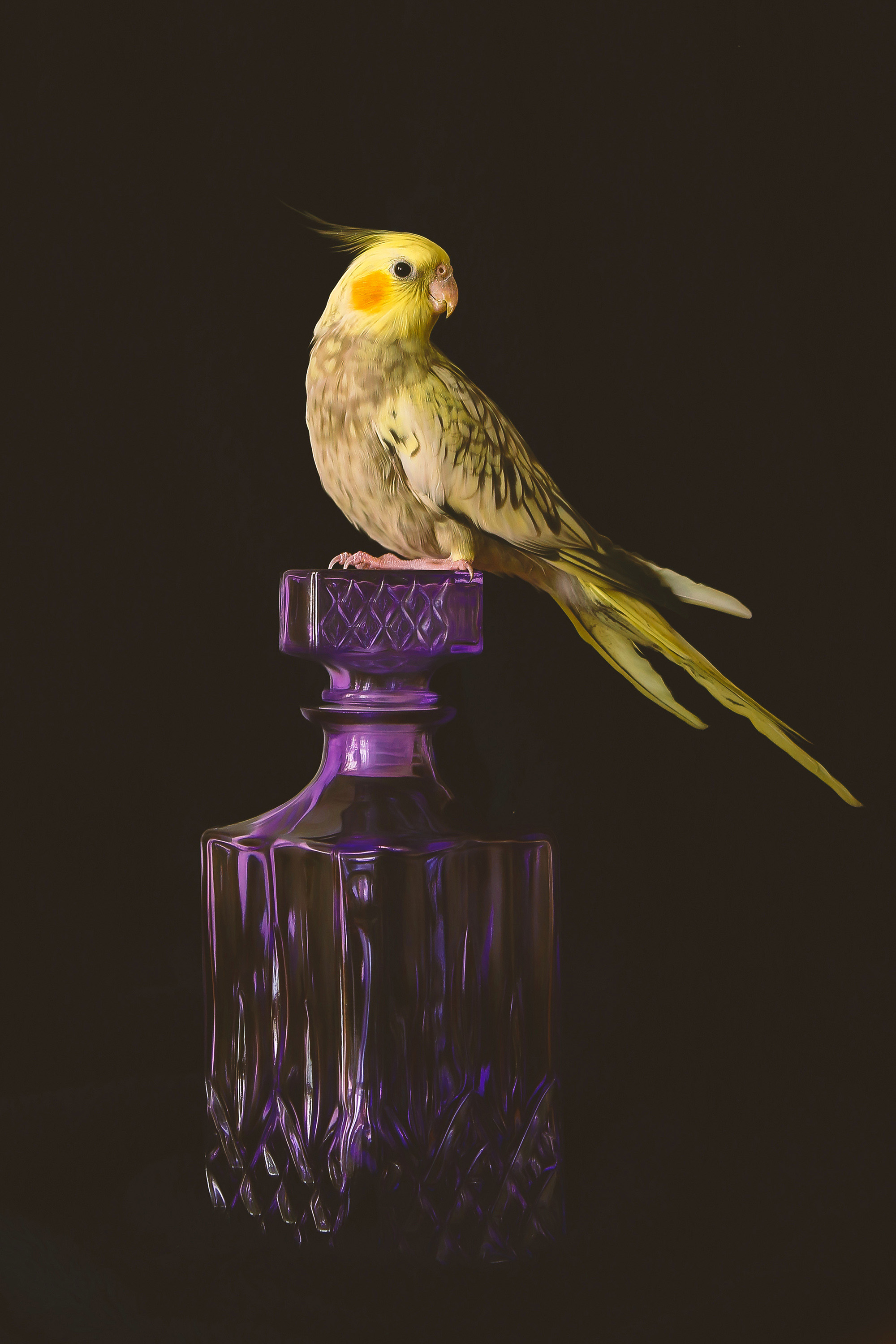 Saji Fall is a photography artist born and raised in Tehran, IRAN. She has 11 years experience of taking photos in different genres. She has participated in 13 IRL group exhibitions around the world, Tehran, Istanbul, Chicago, Columbia, London, IslamAbad, Karachi And NYC, was accepted in NFT NYC 2024 and 2025.

As an environmentalist she is interested in bringing natural species to her photos. Also she always welcomes new experiences to express human struggles.