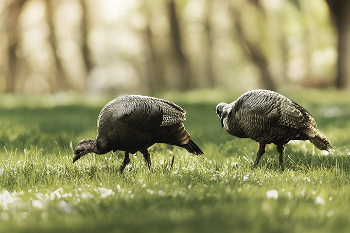 oregon. two wild turkeys forage in a sunlit grassy area in a serene coastal park, surrounded by out-of-focus trees. Their features are clearly detailed, highlighted by the sunlight. The sun shines brightly, creating a warm atmosphere surrounded by trees. prints available. see more at https://fineartamerica.com/profiles/judith-foote-belleci
