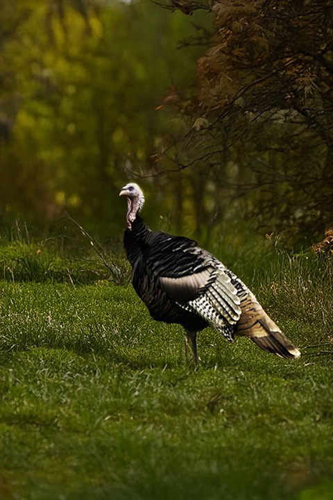 oregon. a wild turkey stands gracefully in a green meadow, surrounded by autumn foliage. The vibrant plumage contrasts with the lush background. The background features colorful trees, highlighting the beauty of nature in a serene setting. prints available. see more at www.footeprintart.com
