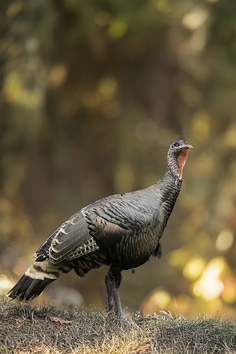 oregon. a wild turkey stands gracefully on the grass, surrounded by a warm, blurred background. Its feathers display a range of earthy tones. A wild turkey is seen in a lush forest, its feathers glistening in the autumn sunlight. The background is filled with colorful fall foliage, creating a serene atmosphere. prints available. see more at www.footeprintart.com