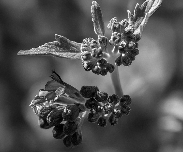 oregon. a macro image captures the intricate details of a flowering plant in grayscale. The focus is on the delicate petals and the clustered buds, creating an elegant composition. prints available. see more at www.footeprintart.com