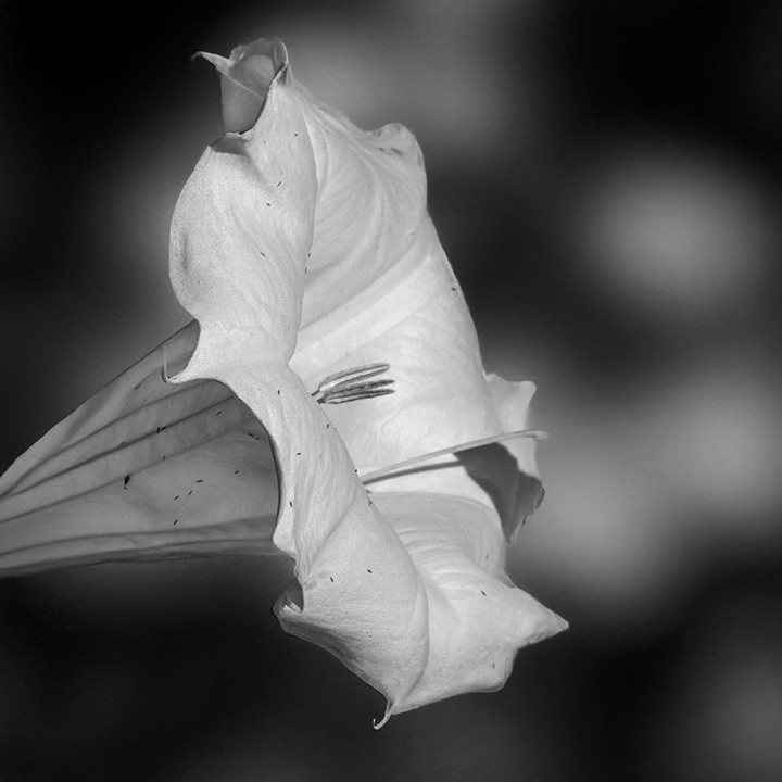 a macro detailed black and white photograph features a close-up of a white jimson flower bloom. The soft petals stand out against the smooth background. prints available. see more at www.footeprintart.com