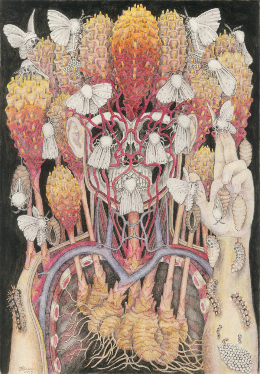Transmutation