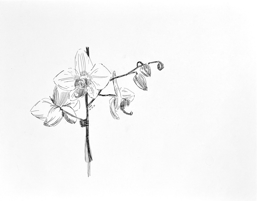 orchids