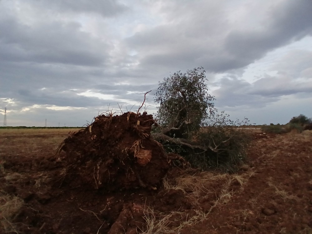Cette photographie représente un olivier centenaire déraciné car irrémédiablement infecté par la Xylella. Elle fait partie d'une série prise en juillet 2025 à différents endroits des Pouilles, une région réputée pour ses oliveraies centenaires et son excellente huile d'olive vierge extra. Depuis 2013, en un peu plus de dix ans, le paysage des Pouilles, à commencer par le Salento, a subi une transformation radicale. En avril dernier, les premiers spécimens d'arbres malades ont également été découverts dans les oliveraies de Minervino Murge, au nord de la région, ville natale de ma mère, Eusapia Nalli. 
Ce travail est parallèle au projet plus vaste que j'ai intitulé RACINES