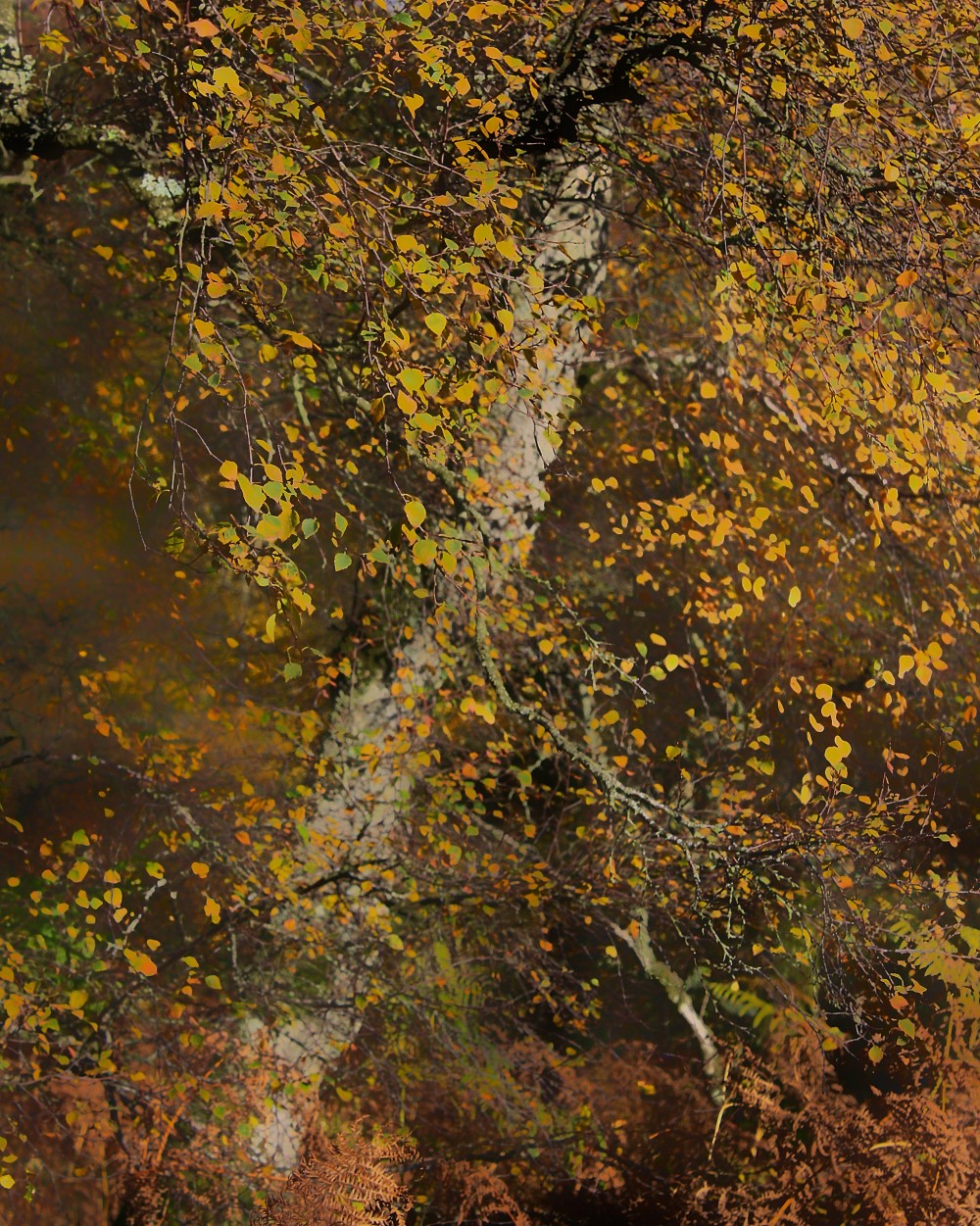 Original edited digital image. 10 x 8 inch digital print, mounted and framed. P. O. A.