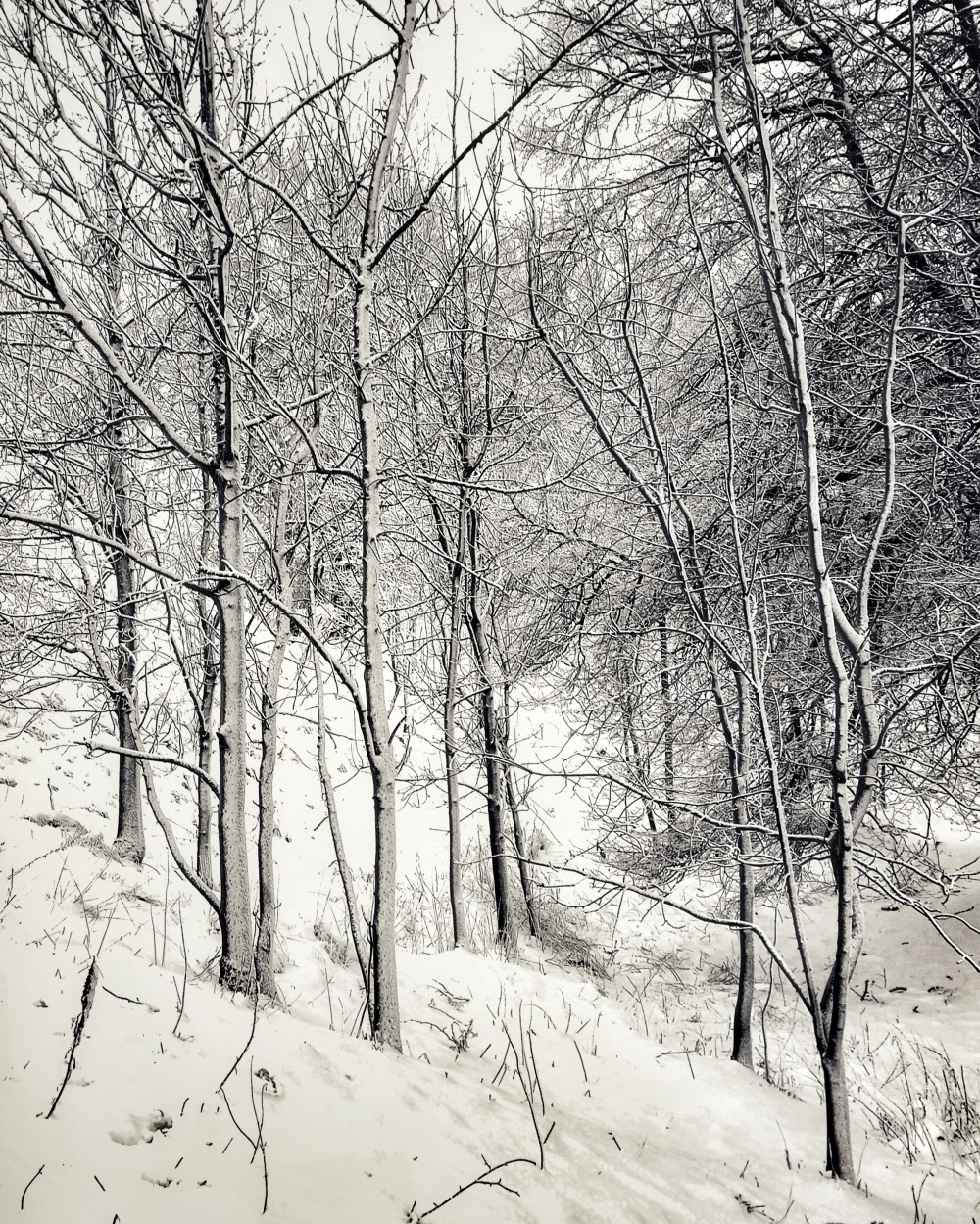 Original edited digital image. 10 x 8 inch digital print, mounted and framed. P. O. A.