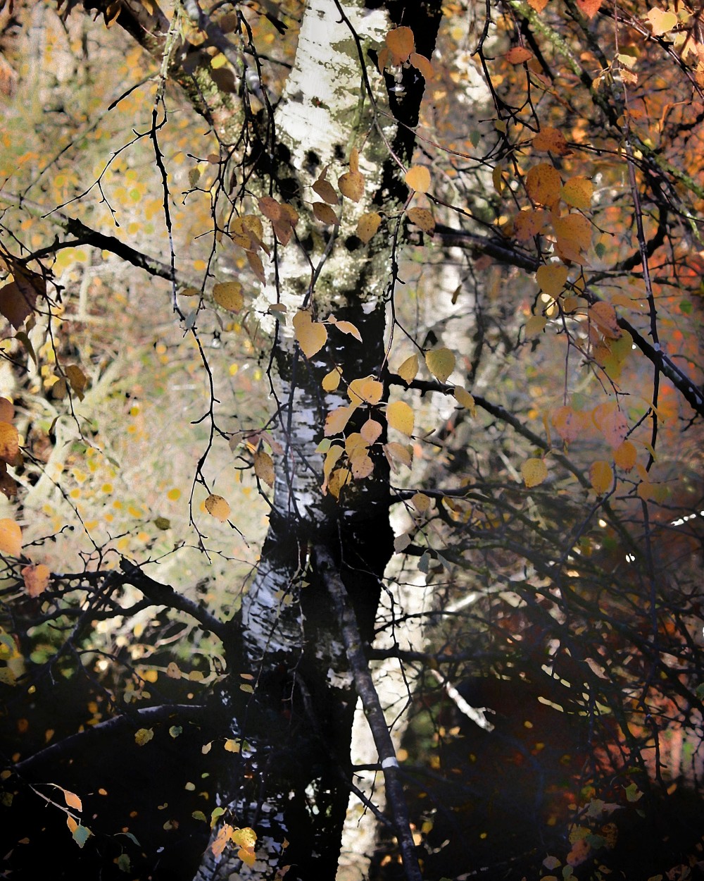 Original edited digital image. 10 x 8 inch digital print, mounted and framed. P. O. A.