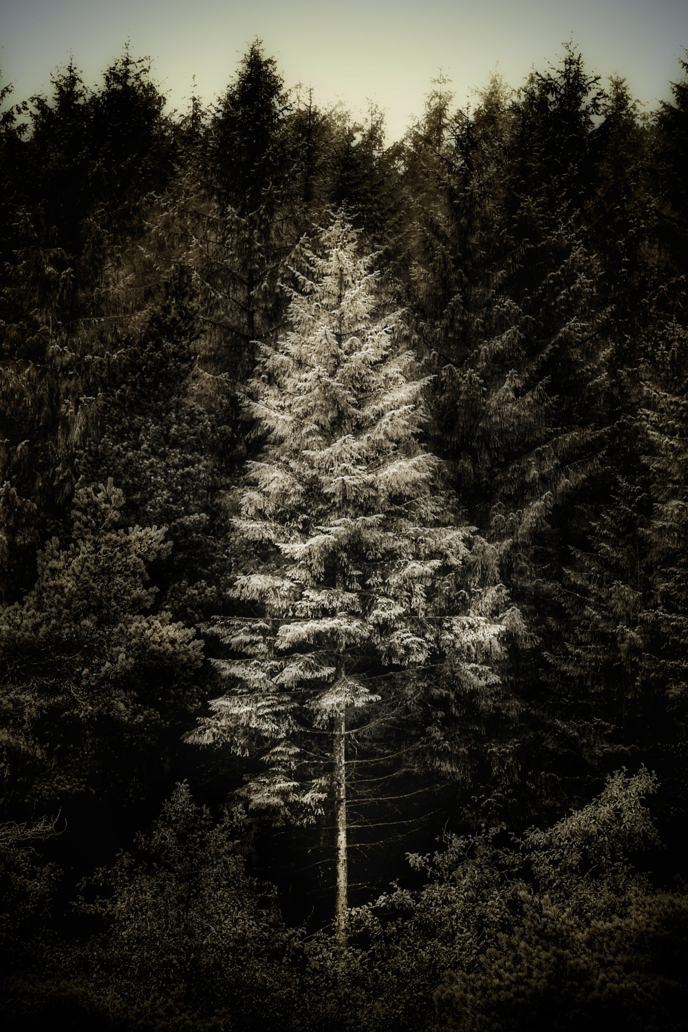 Original edited digital image. 12 x 8 inch digital print, mounted and framed. P. O. A.