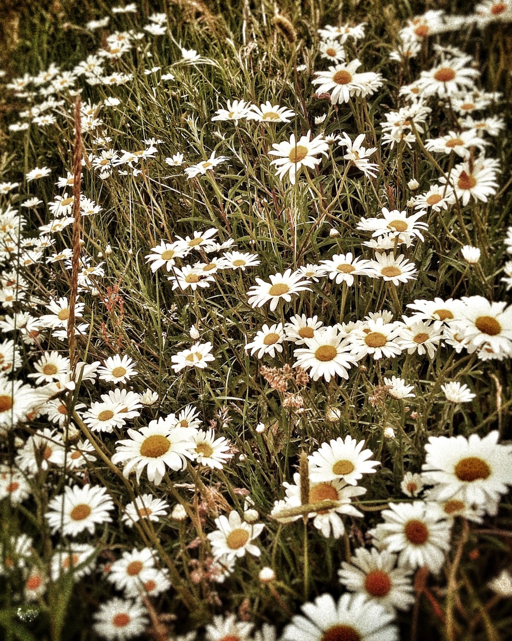 Original edited digital image. 10 x 8 inch digital print, mounted and framed. P. O. A.