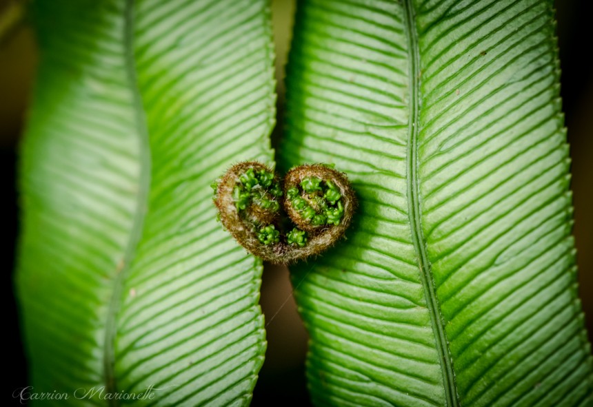 I <3 ferns - photograph