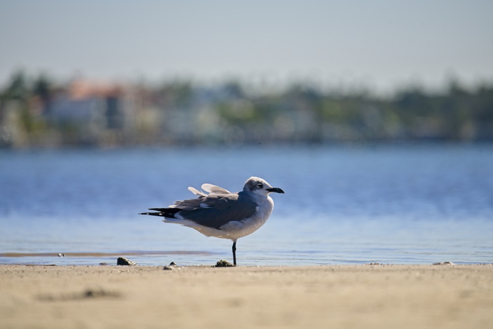 Lone Seagull resting on one leg on a clear day.