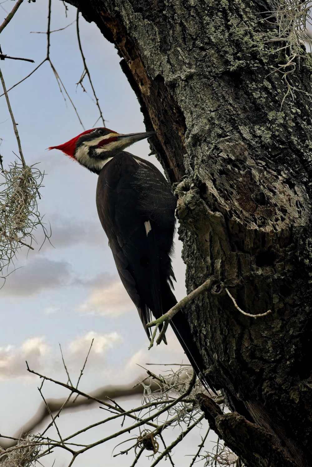 Pileated woodpecker hunting food in an old dead tree.