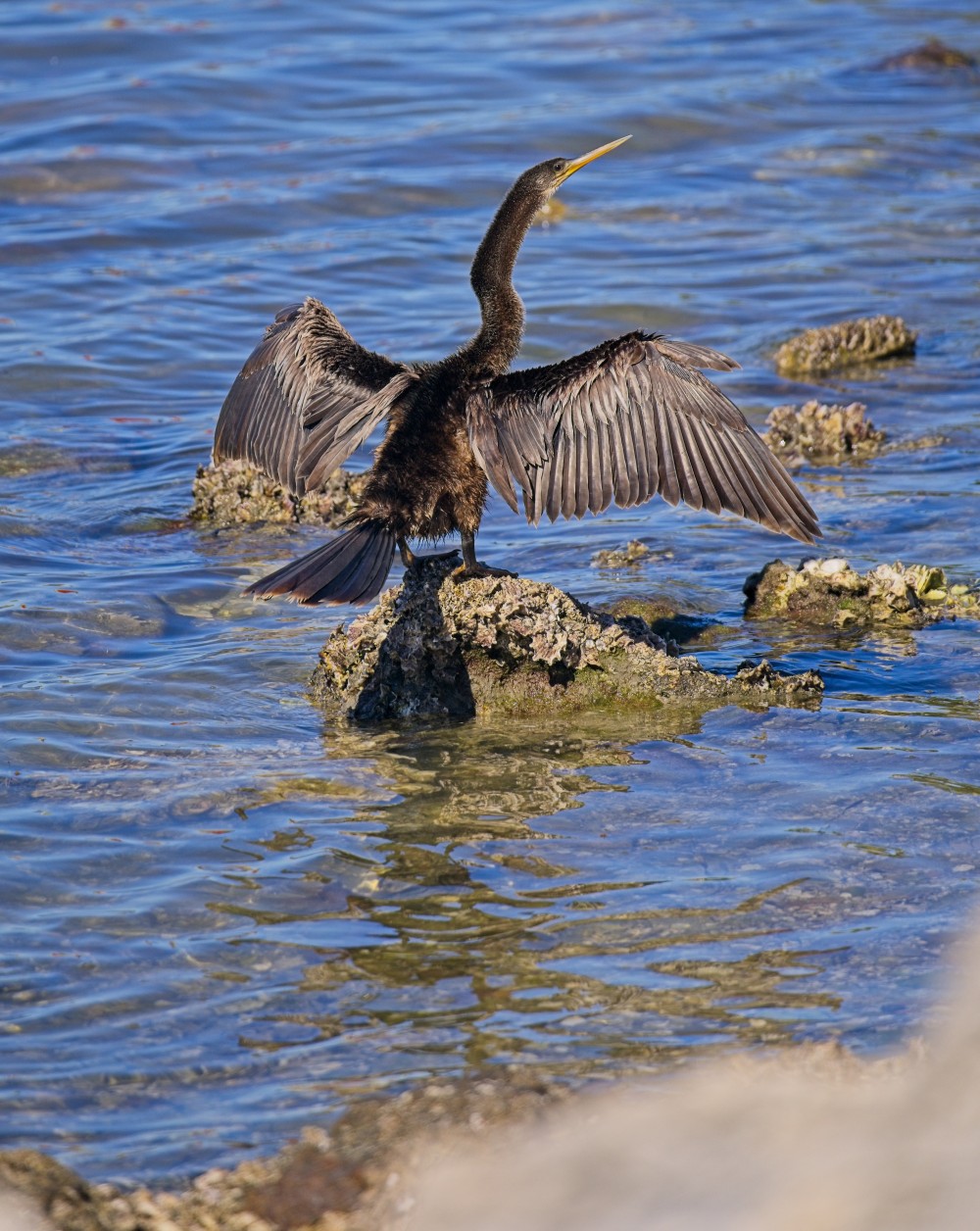 Cormorant perched on a rock by the shore with his wings spread sunning it's feathers to dry.