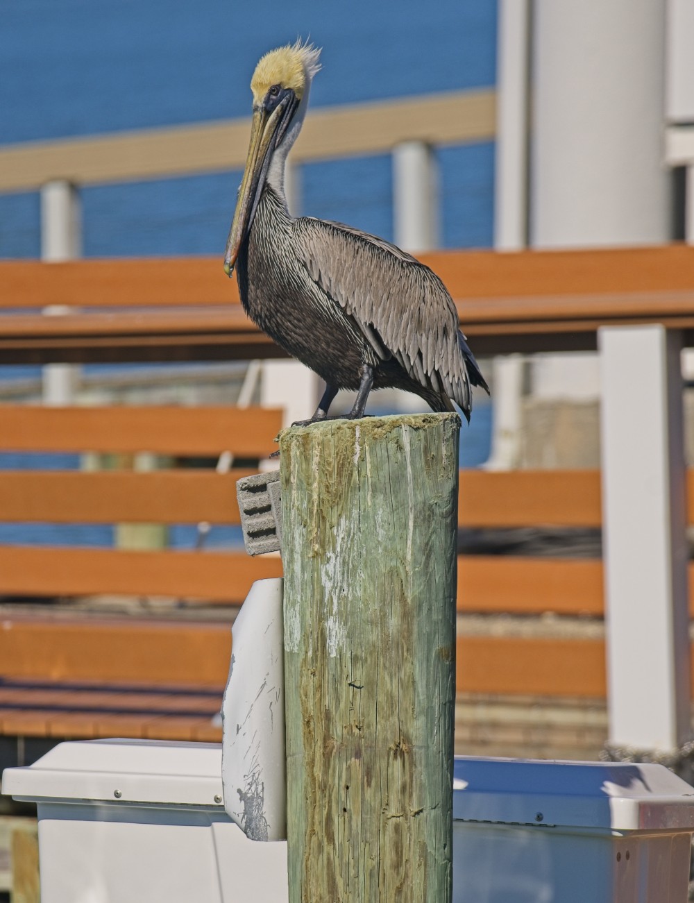 Colorful coastal vibe with a pelican resting on the piling of a dock.